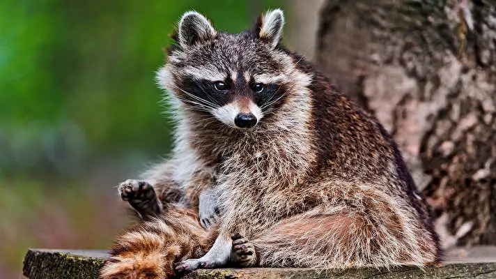 Raccoon theme for Windows 10 Slideshow image 4