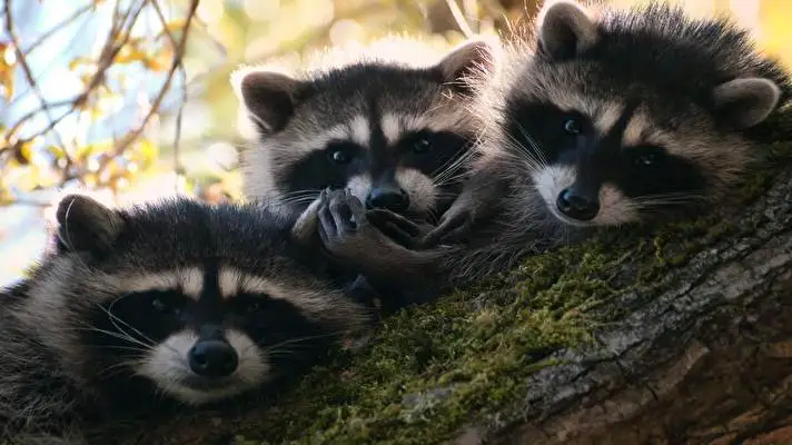 Raccoon theme for Windows 10 Slideshow image 5