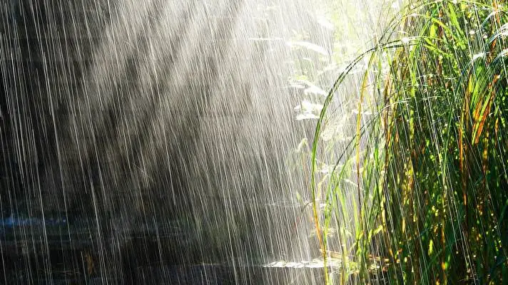 Pioggia nella Foresta tema per Windows 10 Immagine di presentazione 3