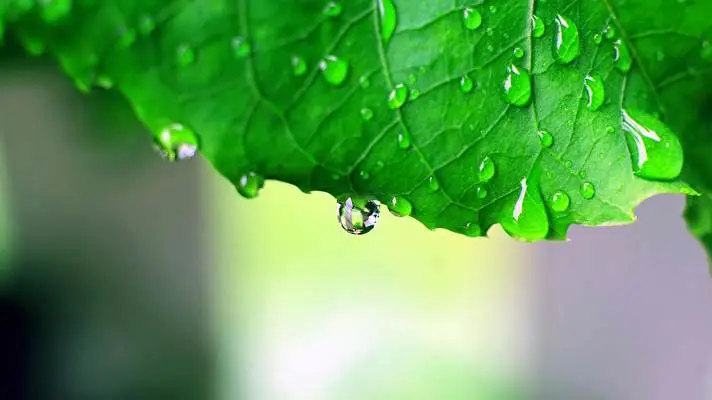 Deszczowa Natura motyw dla Windows 10 Obraz pokazu slajdów 4