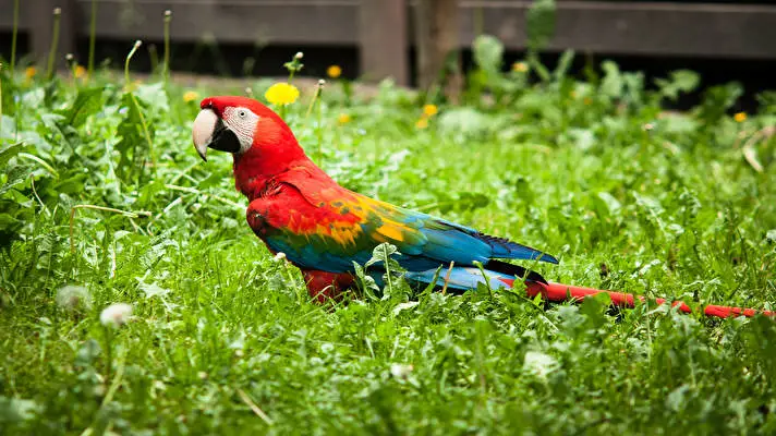 Red and Green Macaw theme for Windows 10 Slideshow image 1