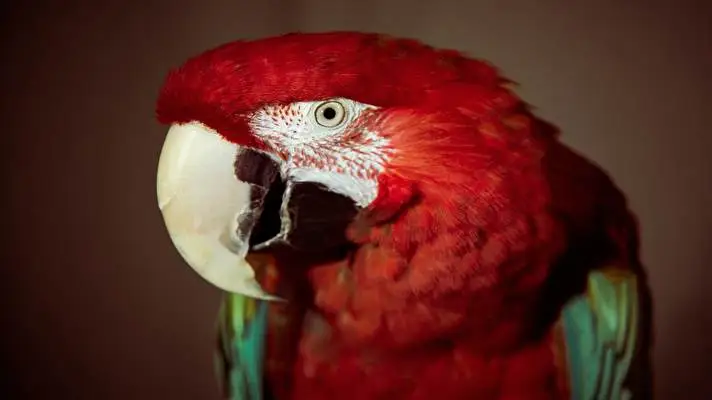 Red and Green Macaw theme for Windows 10 Slideshow image 4