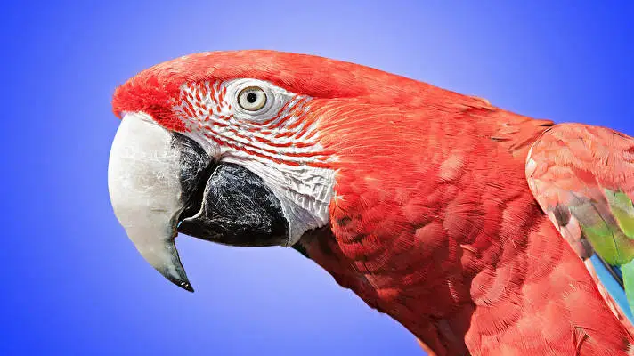 Red and Green Macaw theme for Windows 10 Slideshow image 5