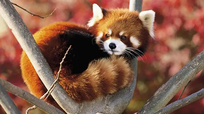 Roter Panda Thema für Windows 10 Diashow-Bild 4