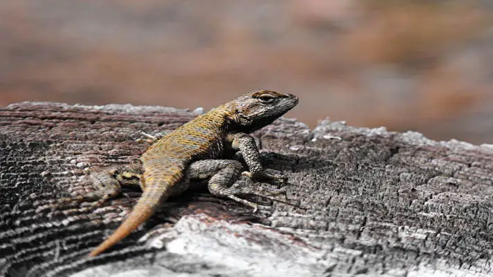 Reptilef tema per Windows 10 Immagine di presentazione 1