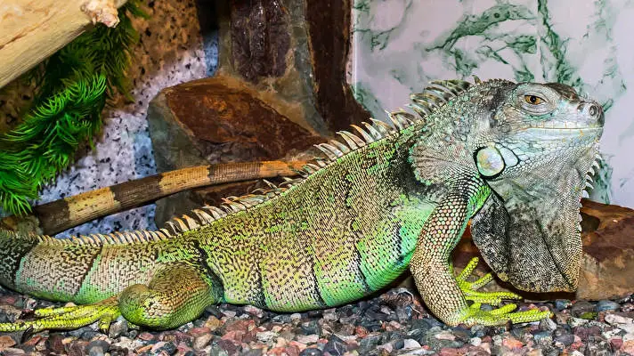 Reptilef tema per Windows 10 Immagine di presentazione 5