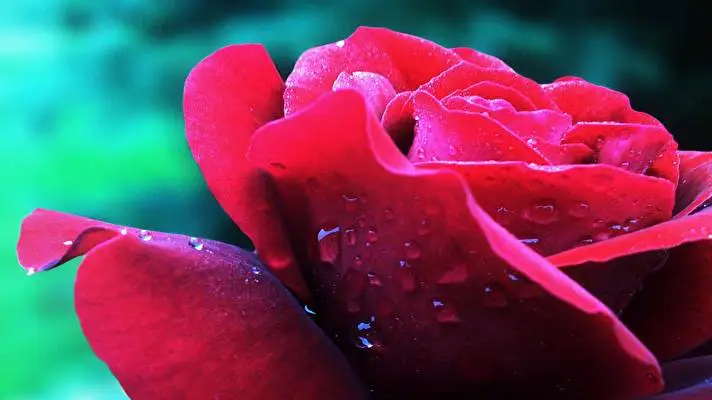 Rose theme for Windows 10 Slideshow image 2