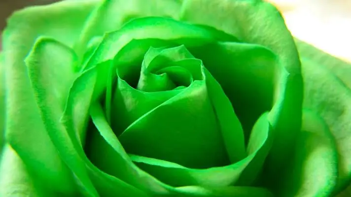 Rose theme for Windows 10 Slideshow image 1