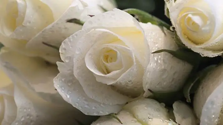 Rose theme for Windows 10 Slideshow image 5