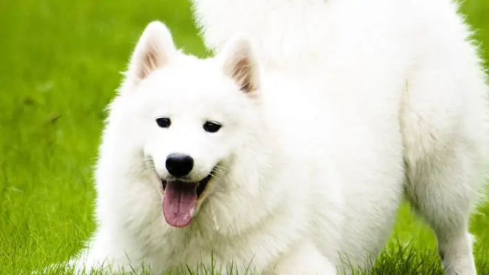 Samoyed Windows 10 için tema Slayt gösterisi görüntüsü 1