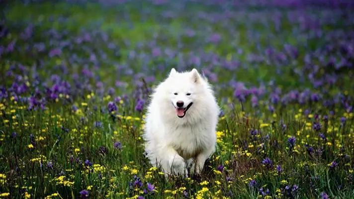 Samoyed Windows 10 için tema Slayt gösterisi görüntüsü 2