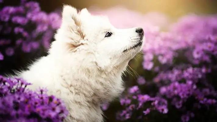 Samoyed Windows 10 için tema Slayt gösterisi görüntüsü 3