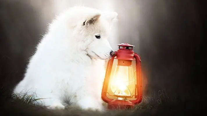 Samoyed Windows 10 için tema Slayt gösterisi görüntüsü 5