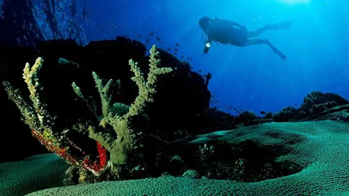 Scuba Diving theme for Windows 10 Slideshow image 5