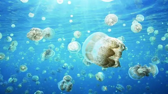 Vida Marina tema para Windows 10 Imagen de presentación 2