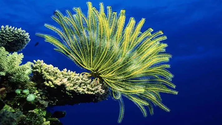 Vida Marina tema para Windows 10 Imagen de presentación 4