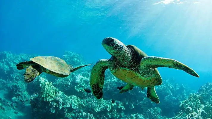 Deniz Kaplumbağası Windows 10 için tema Slayt gösterisi görüntüsü 1