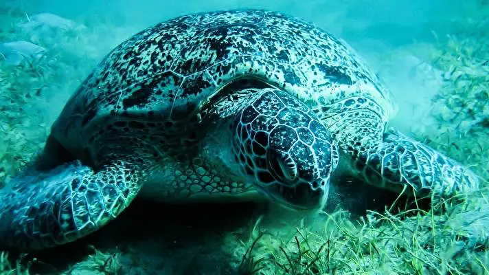 Deniz Kaplumbağası Windows 10 için tema Slayt gösterisi görüntüsü 4