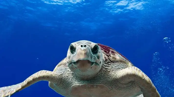 Deniz Kaplumbağası Windows 10 için tema Slayt gösterisi görüntüsü 5