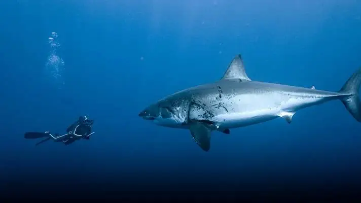 Shark theme for Windows 10 Slideshow image 2