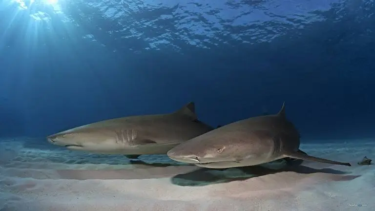 Sharks theme for Windows 10 Slideshow image 2