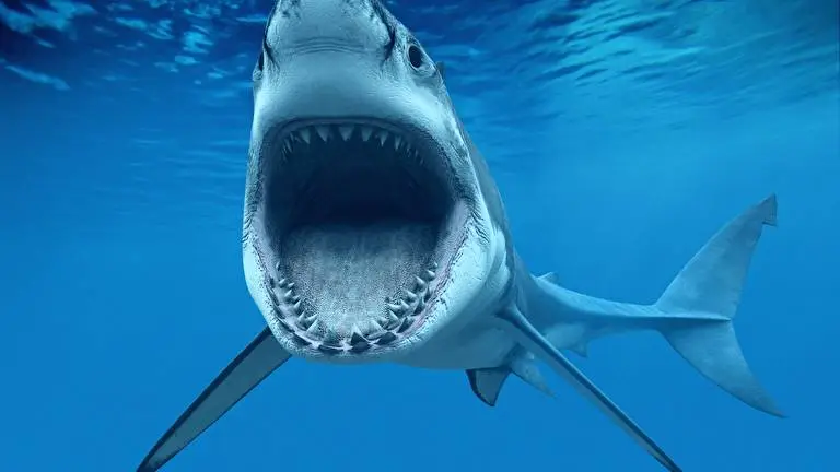 Sharks theme for Windows 10 Slideshow image 4