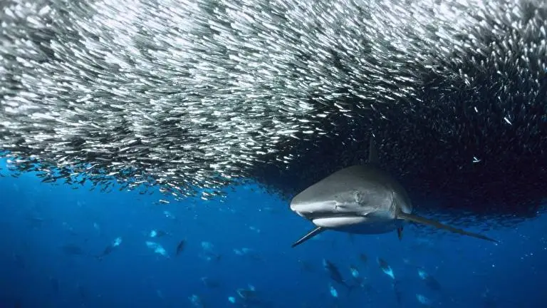 Sharks theme for Windows 10 Slideshow image 5