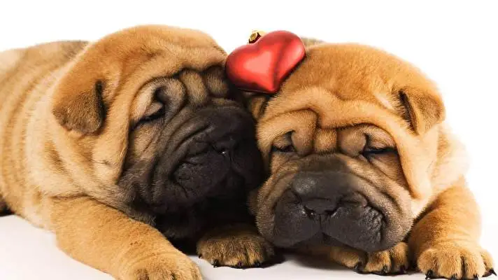 Shar Pei thema voor Windows 10 Diavoorstelling afbeelding 1