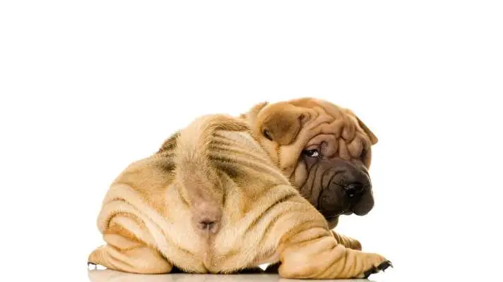 Shar Pei thema voor Windows 10 Diavoorstelling afbeelding 3