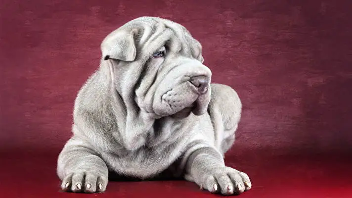 Shar Pei thema voor Windows 10 Diavoorstelling afbeelding 4