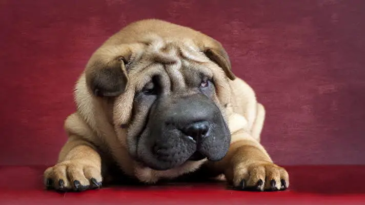 Shar Pei thema voor Windows 10 Diavoorstelling afbeelding 5