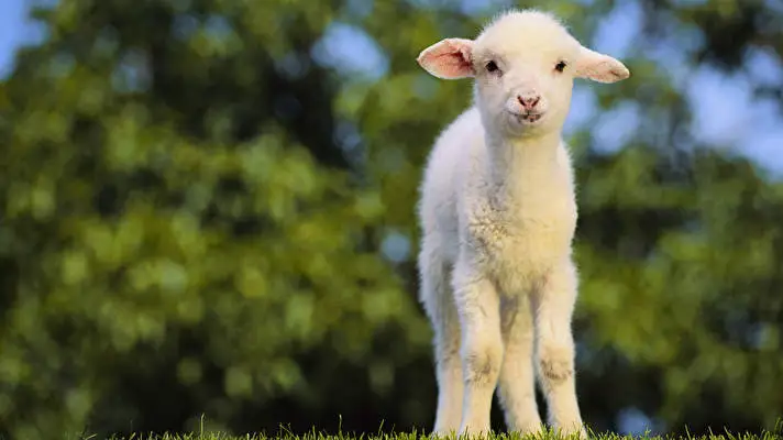 Koyun Windows 10 için tema Slayt gösterisi görüntüsü 3