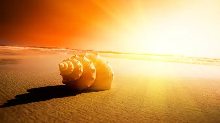 Ракушки тема для Windows 10 Изображение слайдшоу 1