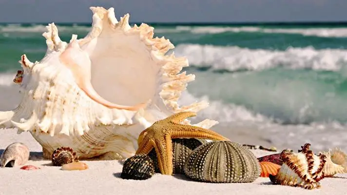 Ракушки тема для Windows 10 Изображение слайдшоу 5