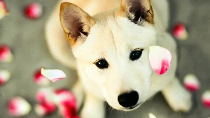 Shiba Inu theme for Windows 10 Slideshow image 1