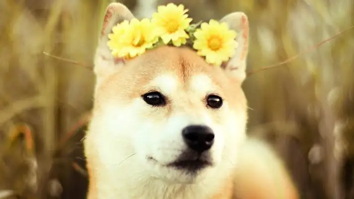 Shiba Inu theme for Windows 10 Slideshow image 2