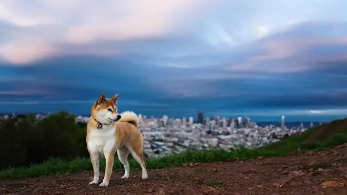 Shiba Inu theme for Windows 10 Slideshow image 3