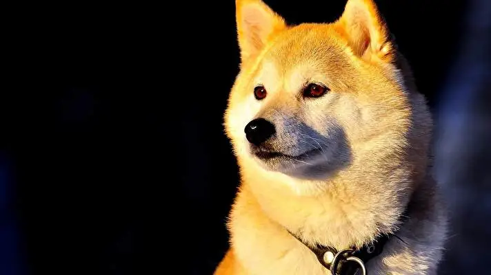 Shiba Inu theme for Windows 10 Slideshow image 4