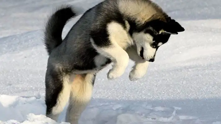 Siberian Husky theme for Windows 10 Slideshow image 1