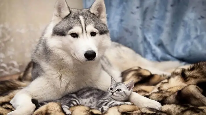 Siberian Husky theme for Windows 10 Slideshow image 2