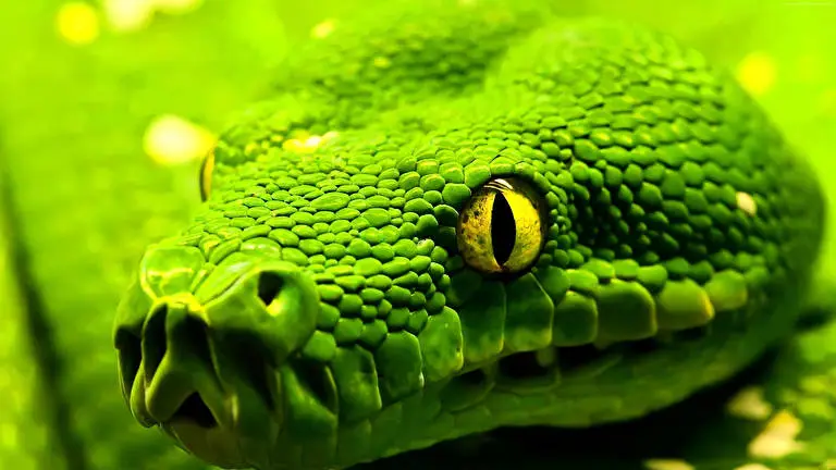 Snakes theme for Windows 10 Slideshow image 1
