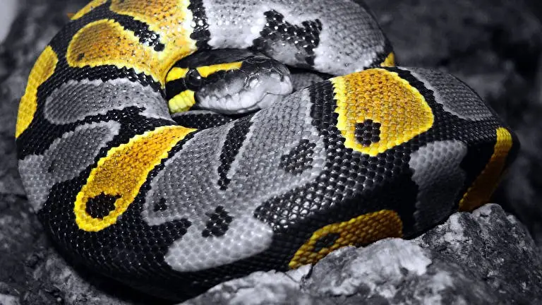 Snakes theme for Windows 10 Slideshow image 3