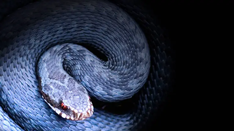 Snakes theme for Windows 10 Slideshow image 4