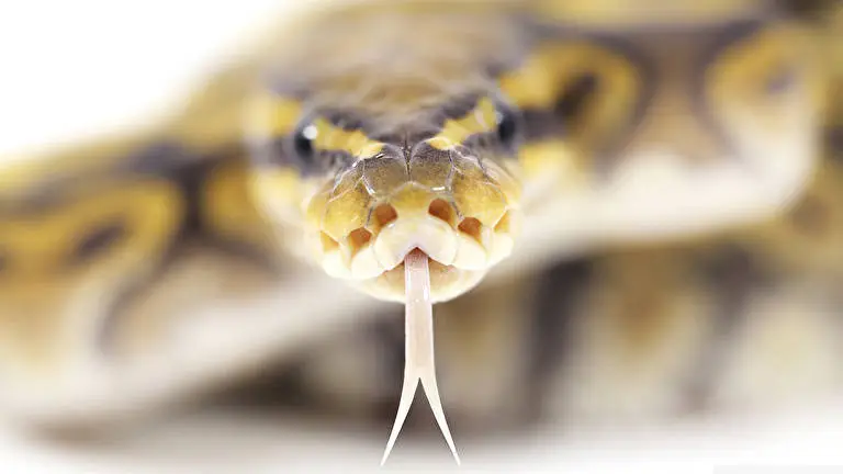 Snakes theme for Windows 10 Slideshow image 5