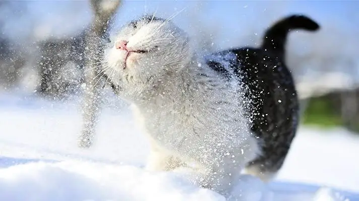 Kar ve Hayvanlar Windows 10 için tema Slayt gösterisi görüntüsü 3