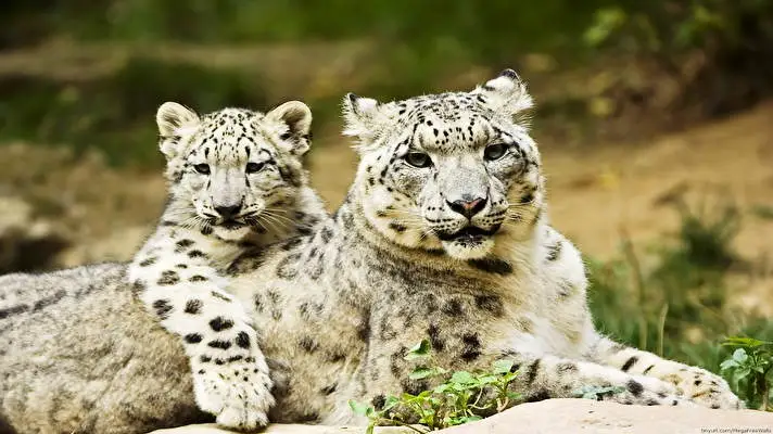 Kar Leoparı Windows 10 için tema Slayt gösterisi görüntüsü 4