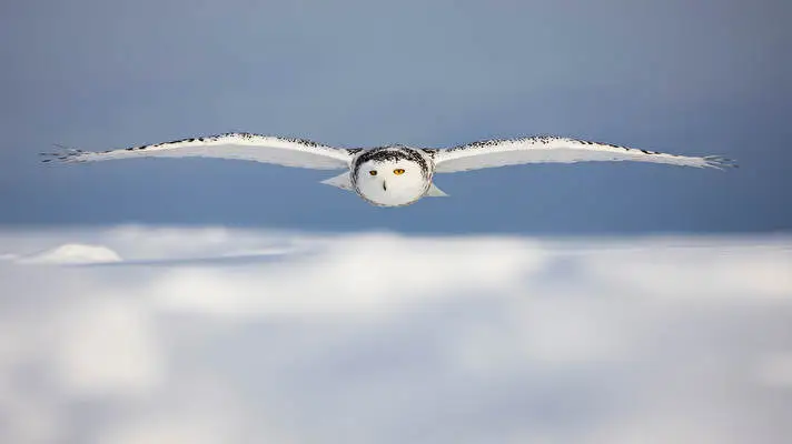 Snowy Owl theme for Windows 10 Slideshow image 1