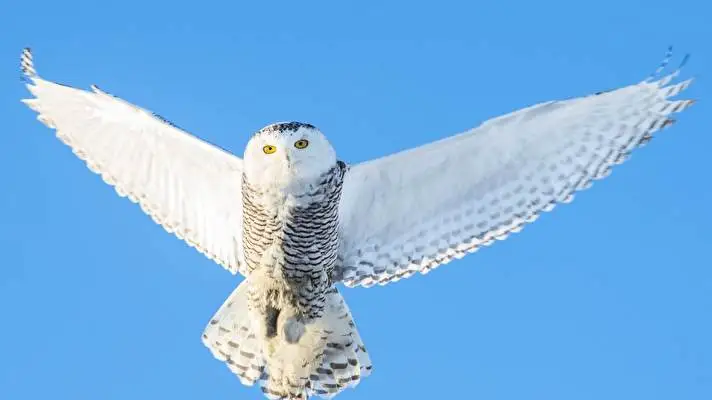 Snowy Owl theme for Windows 10 Slideshow image 4