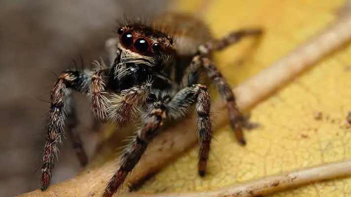 Araña tema para Windows 10 Imagen de presentación 1
