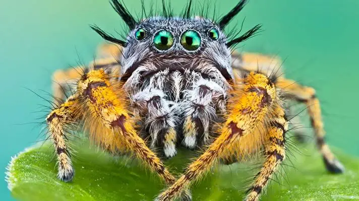 Araña tema para Windows 10 Imagen de presentación 3